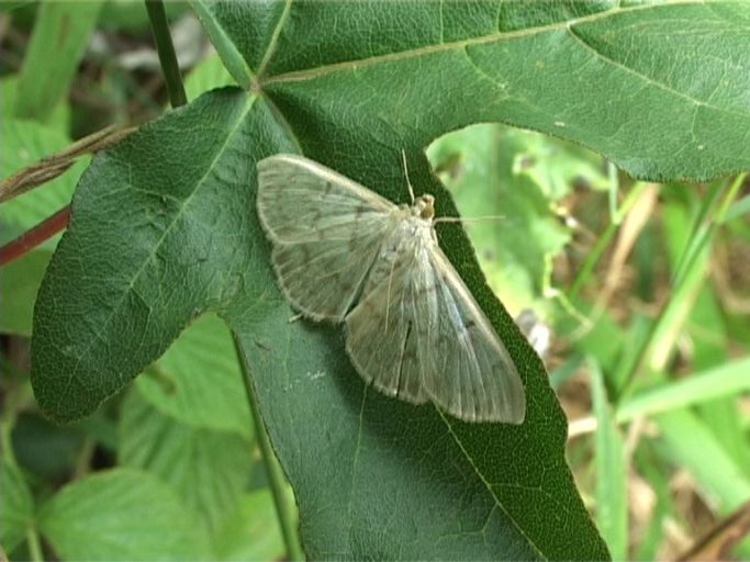 Nesselzünsler ( Pleuroptya ruralis ) : Am Niederrhein, Biotop, 19.08.2006